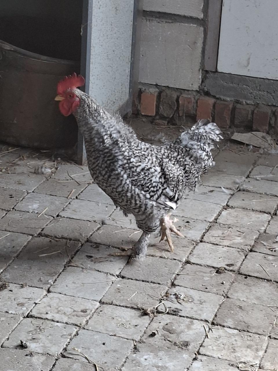 Mooie haan