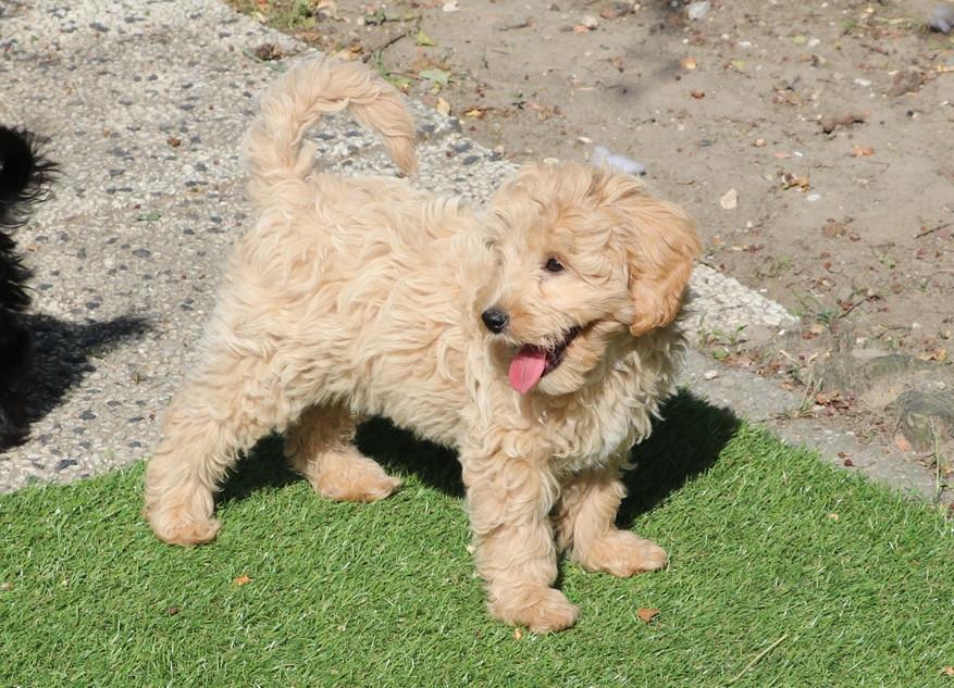 Super lieve vrolijke doodle dwerg/medium pups beschikbaar