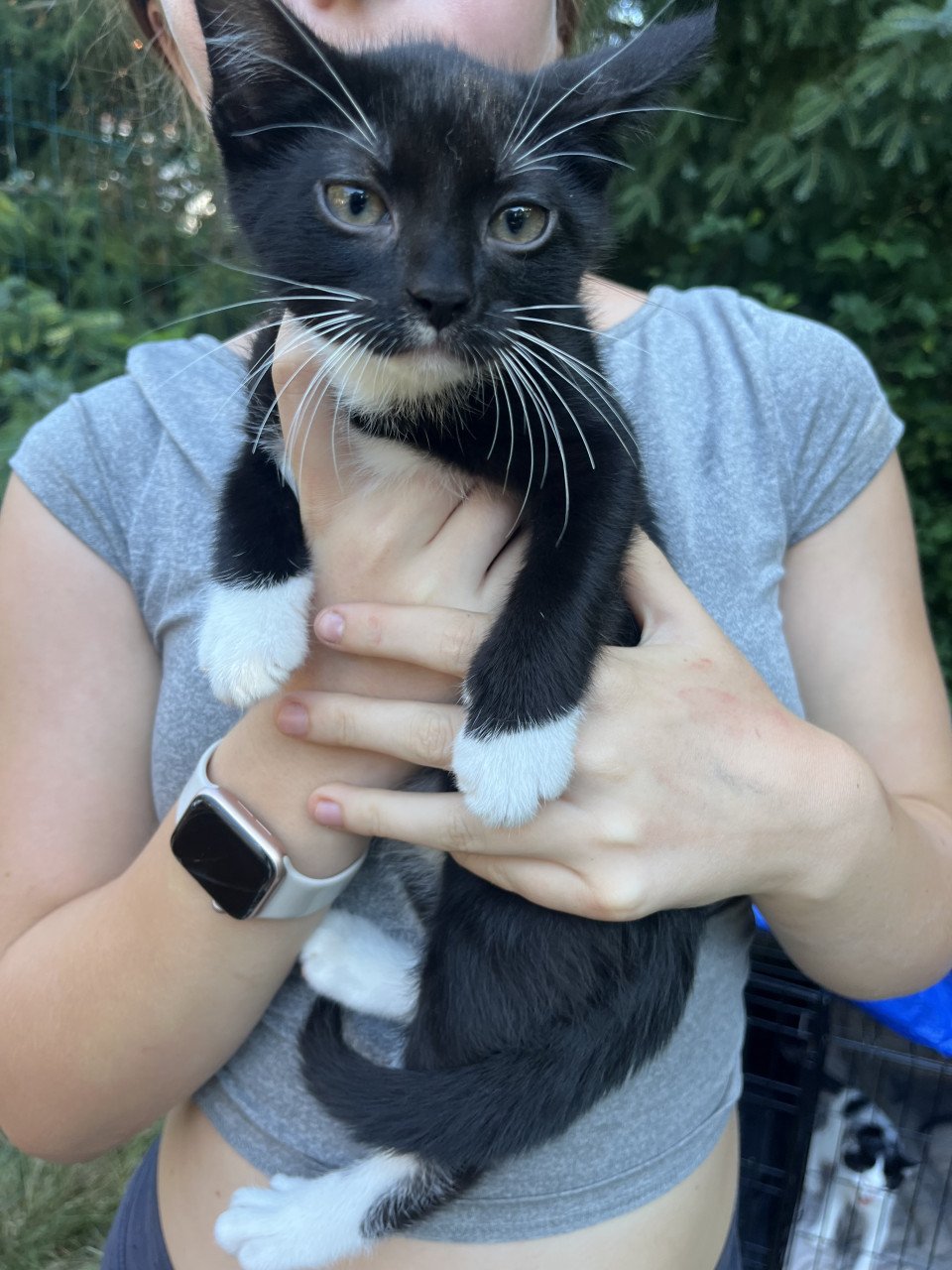 Nog 4 leuke lieve kittens te koop van 12 weken oud