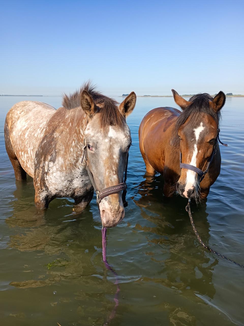 Lieve Welsh pony merrie 9 jaar 1.48 met stamboom