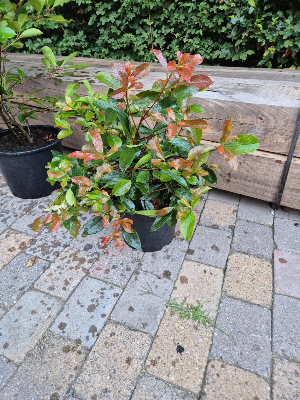 Kwekersopruiming: Photinia Red Robin tot 225 cm 50% korting