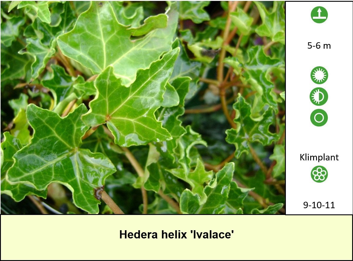 Voordelig vaste planten aanplanten in de tuin ? Slechts €1,25 p/st.