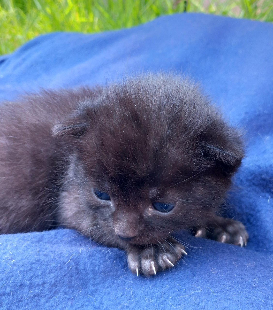2 prachtige nestjes kittens