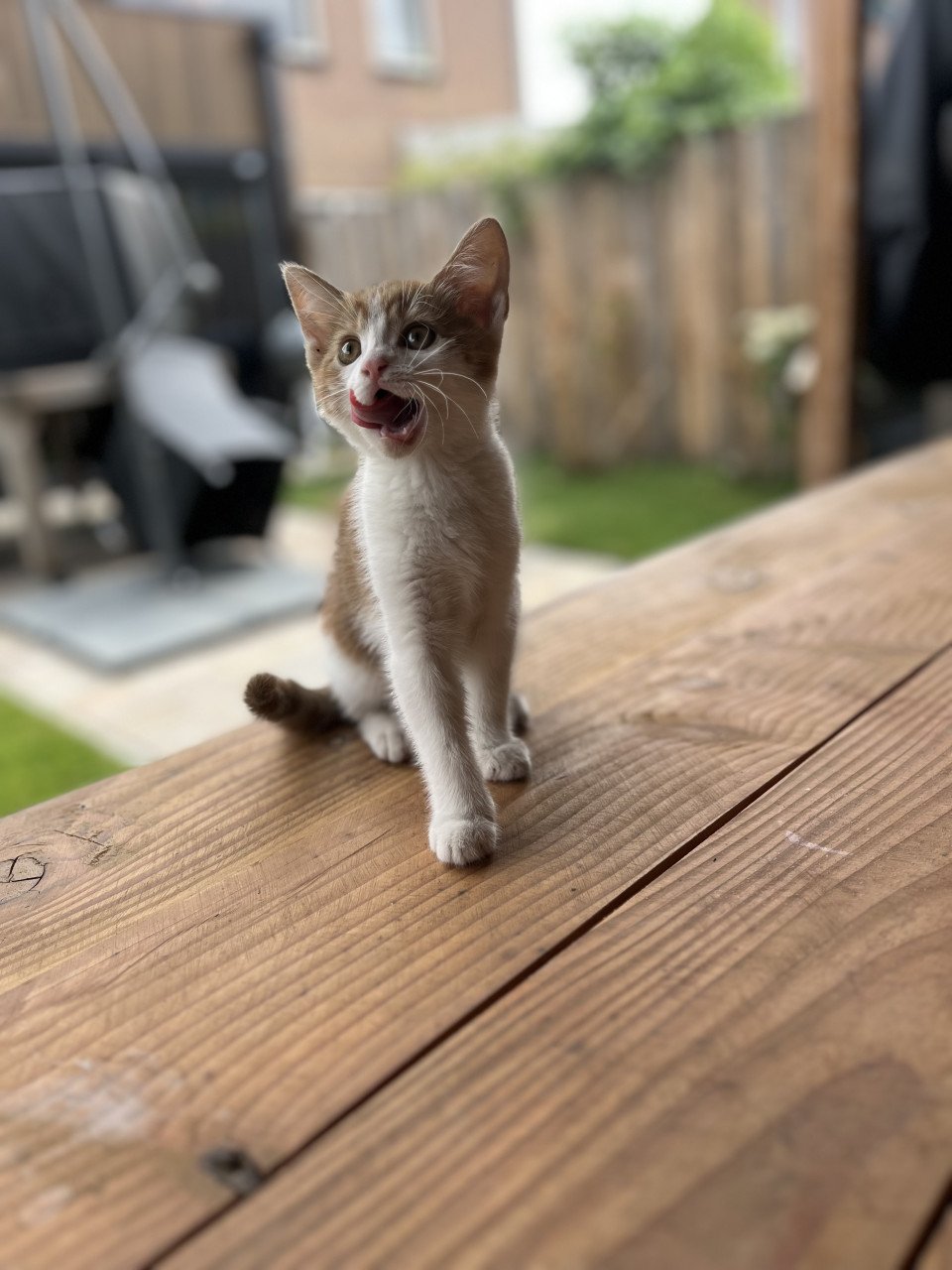 Kitten
