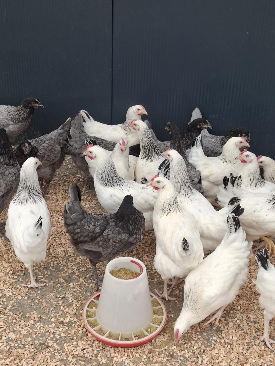 Er zijn weer volop nieuwe jonge leghennen