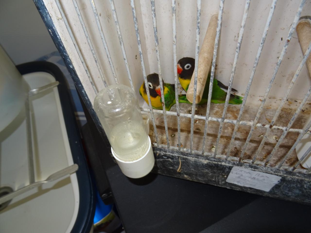 Te koop Zwartkopmaskeragapornisen Personata  twee mannen