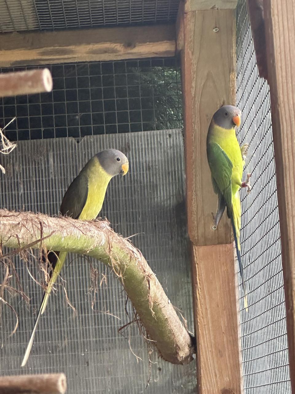 Pruimkop parkiet koppel