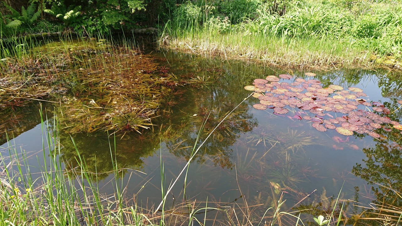 Zuurstofplanten en vijverplanten:  Snoekkruid, Krabbescheer Gele aronskelk.