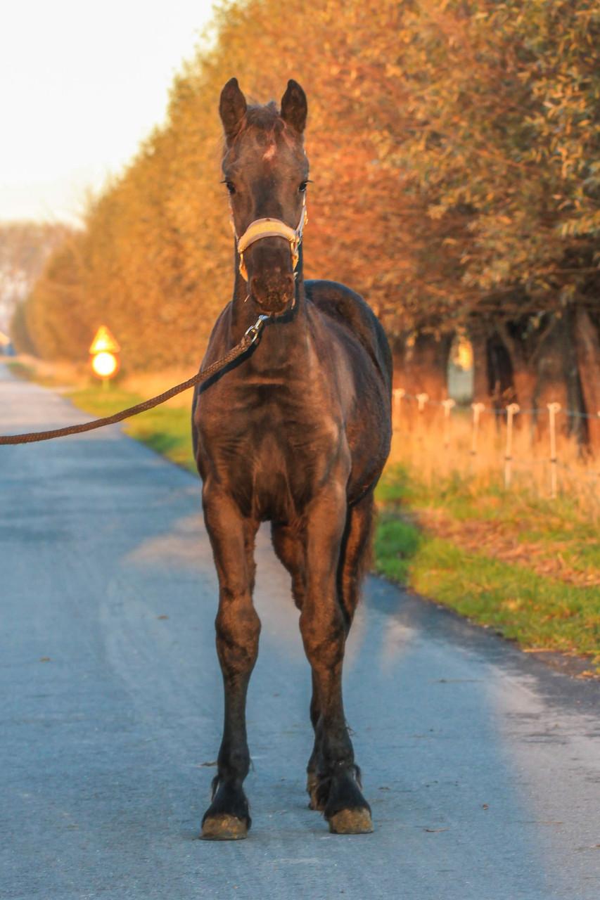 Knap Fries hengstveulen
