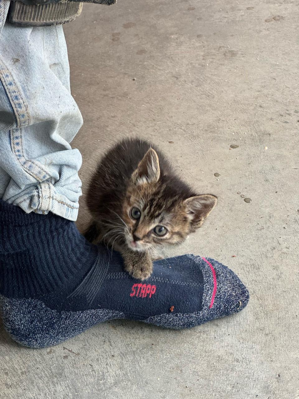 3 sociale kittens