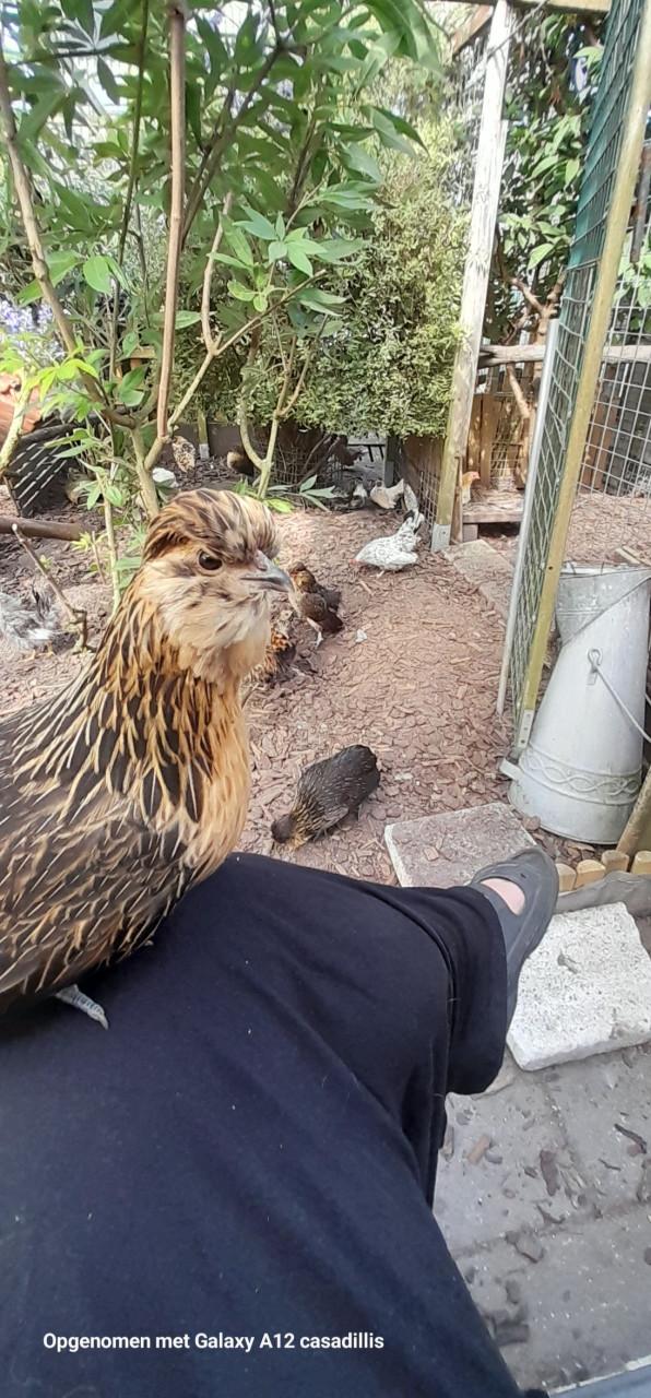 2 hennetjes (eentje zeer zeldzaam)