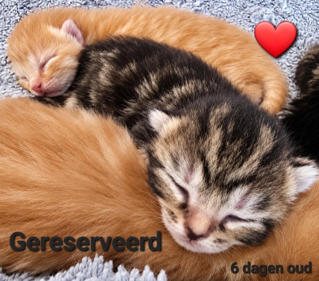 Allemaal gereserveerd