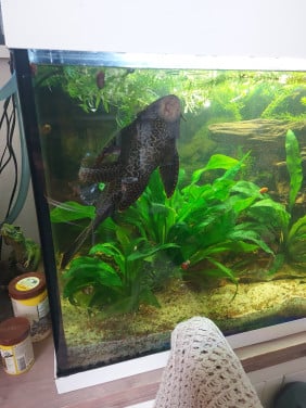 Pleco algeneter eter aquarium vis