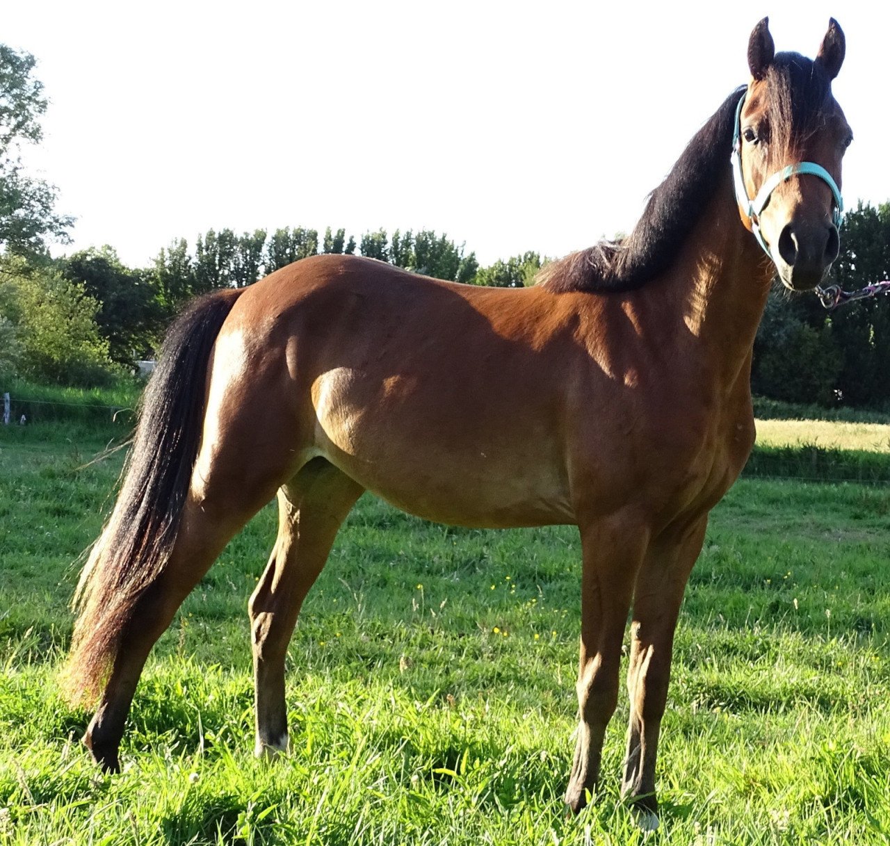 Knappe pony
