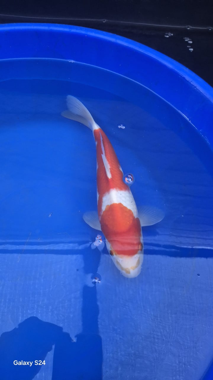 2 x kohaku