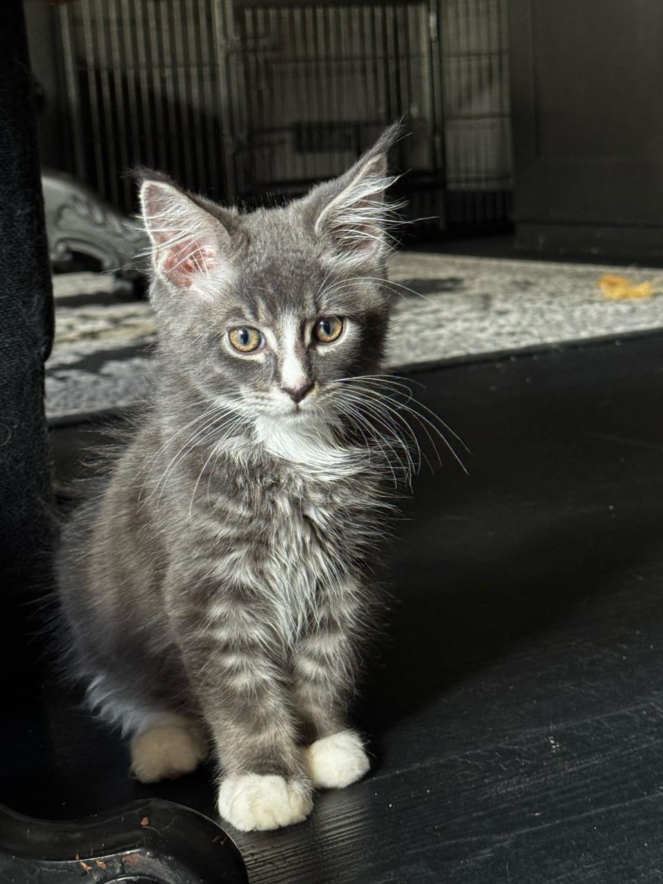5 maine coon kittens mogen vanaf 12 sept weg.