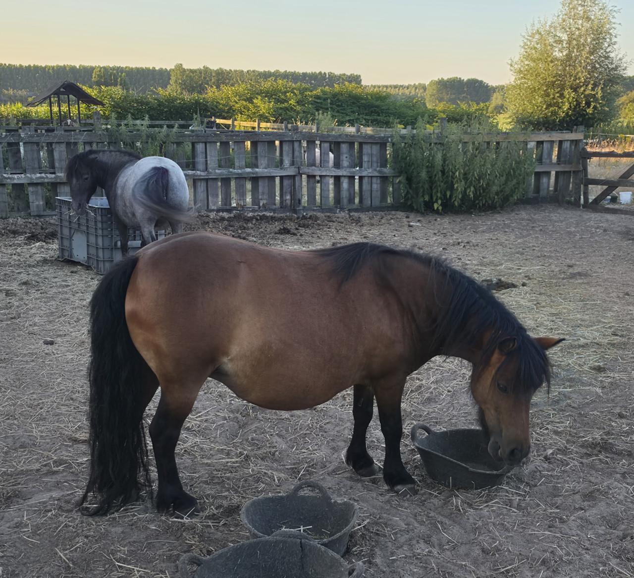 Shetland pony's