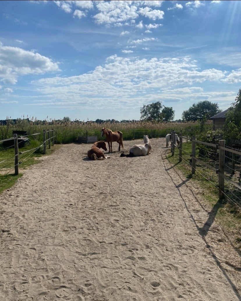 Plekje vrij voor pony (stal, wei, paddock, track)