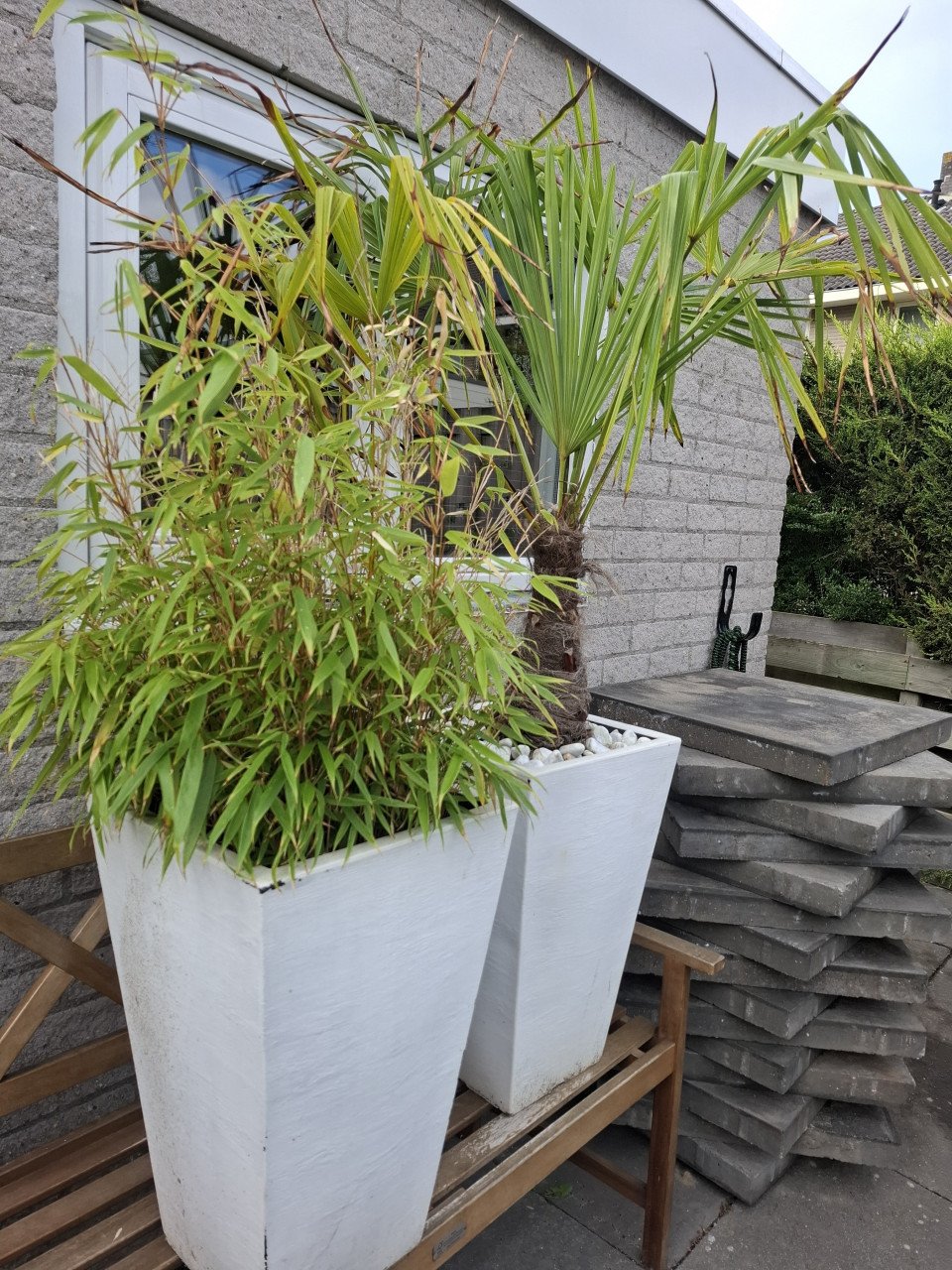 Planten
