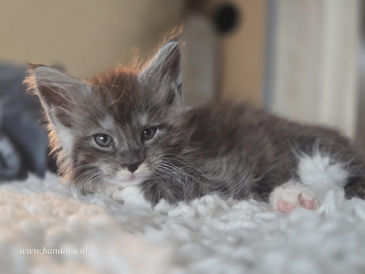 Mega mooie maine coon kittens met stamboom