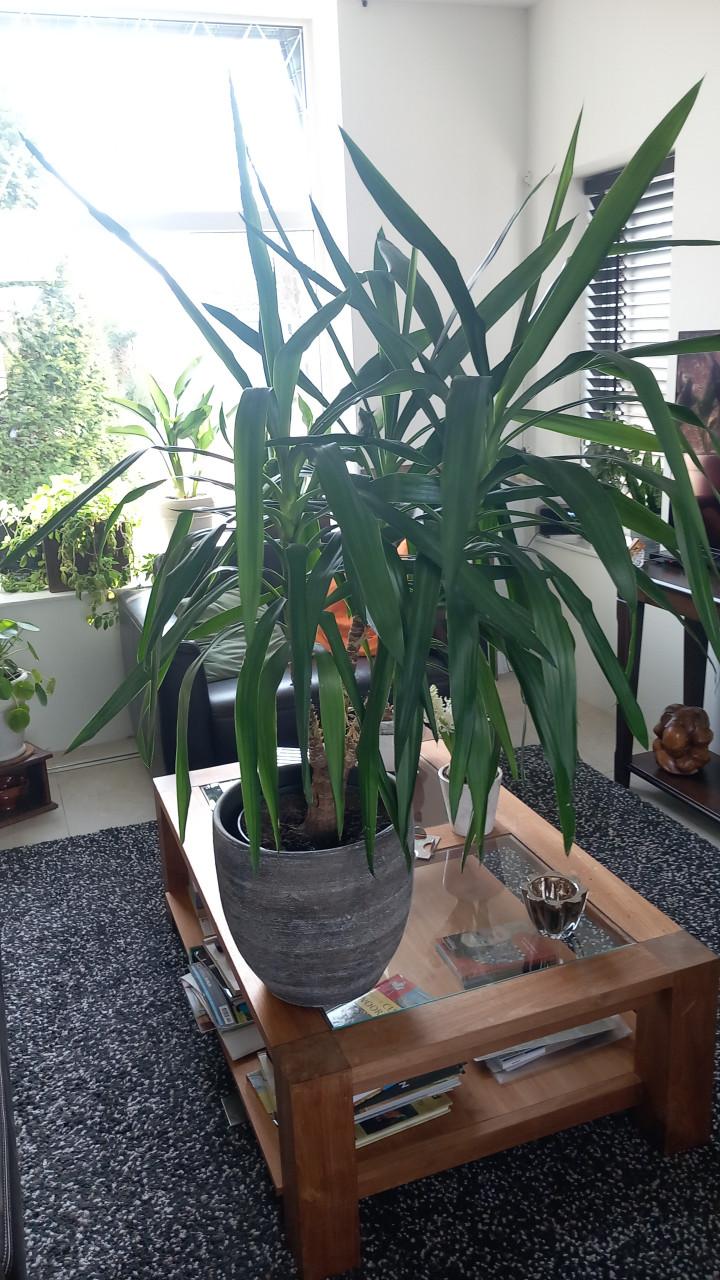 Mooie Yucca, ~130 cm hoog