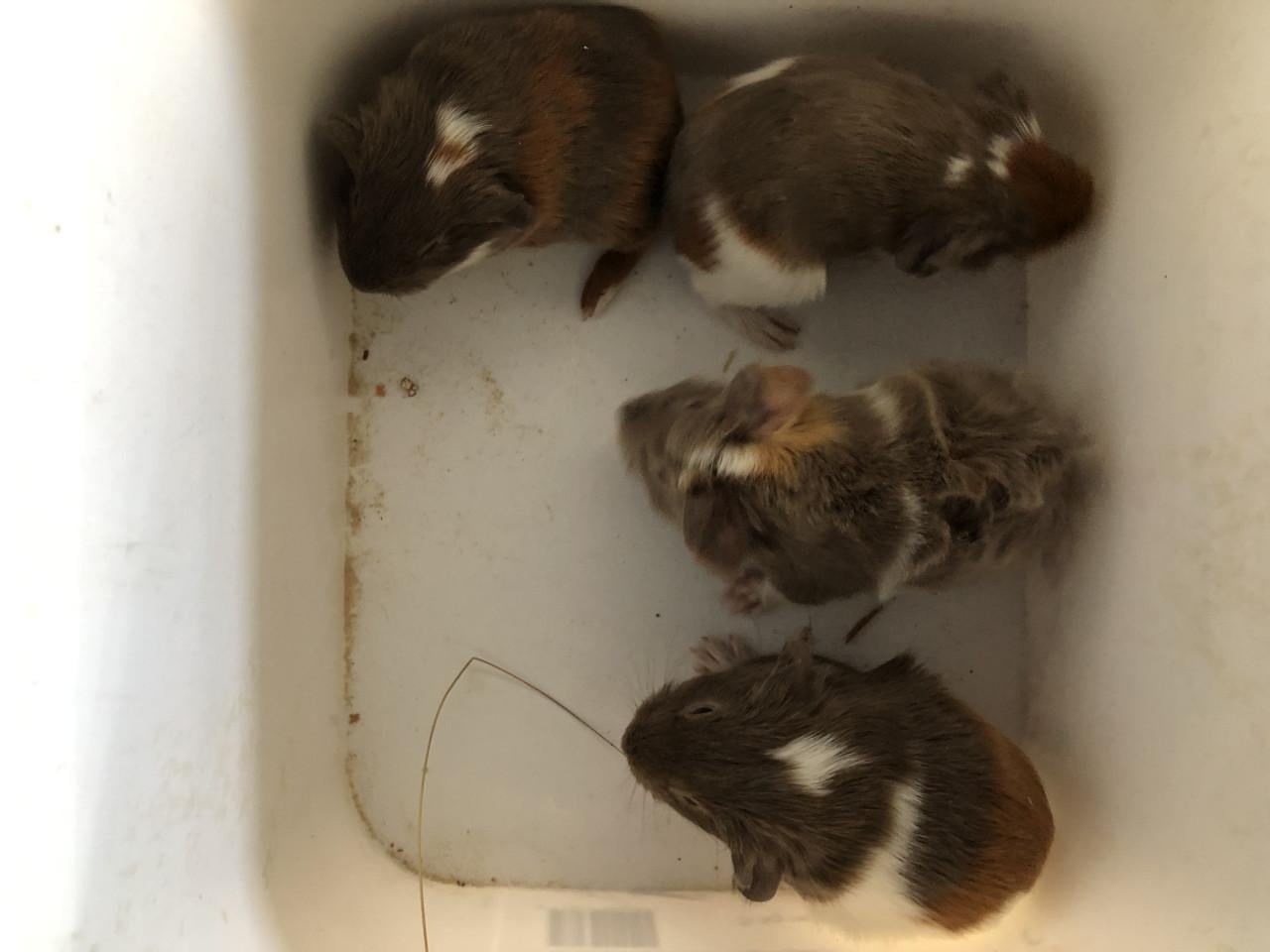 Schattige babycavia’s!!
