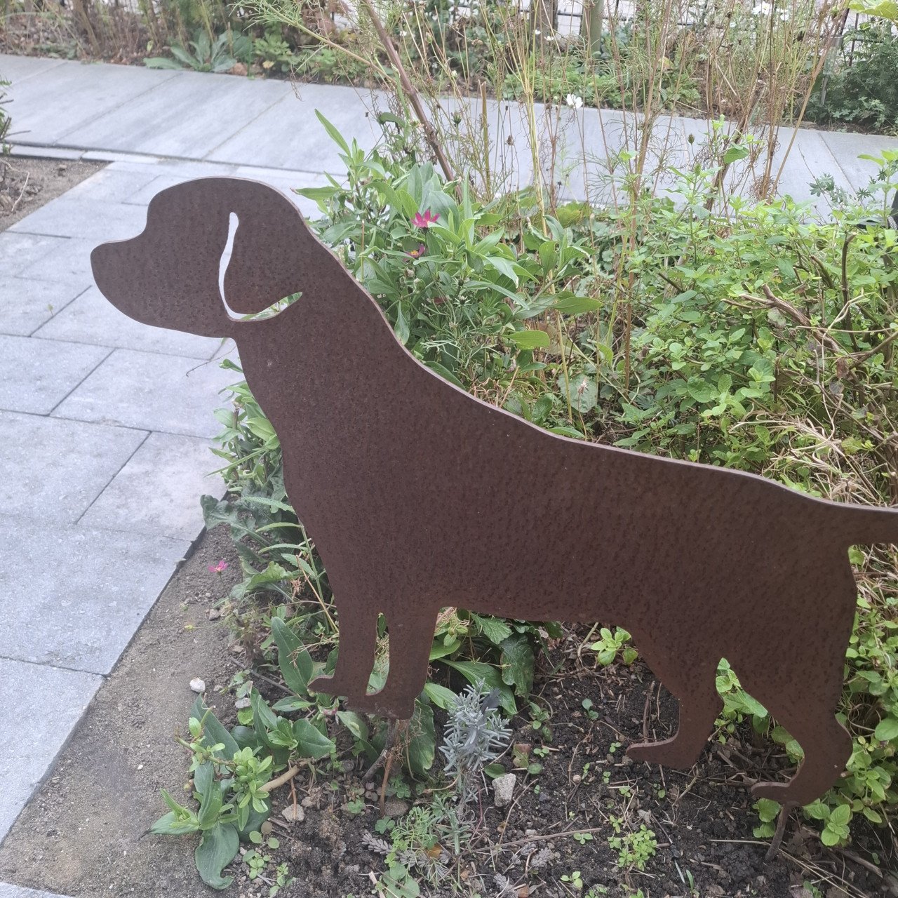 Labrador voor in de tuin