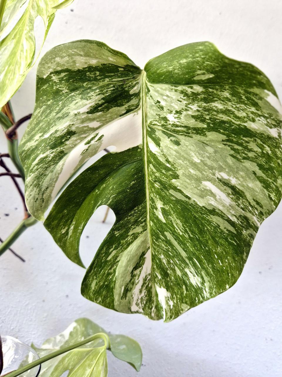 Monstera Albo variegata stek. Geworteld