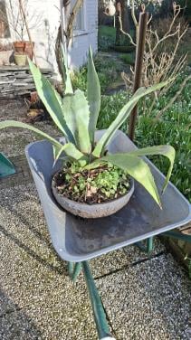 Grote Aloë Vera plant inclusief pot