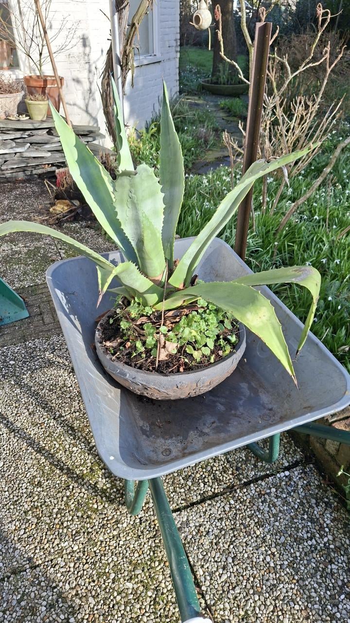 Grote Aloë Vera plant inclusief pot