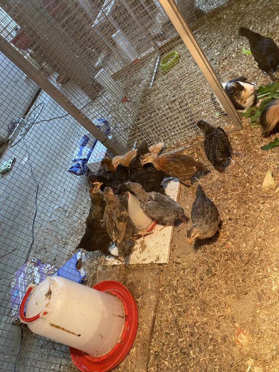 Kuikens