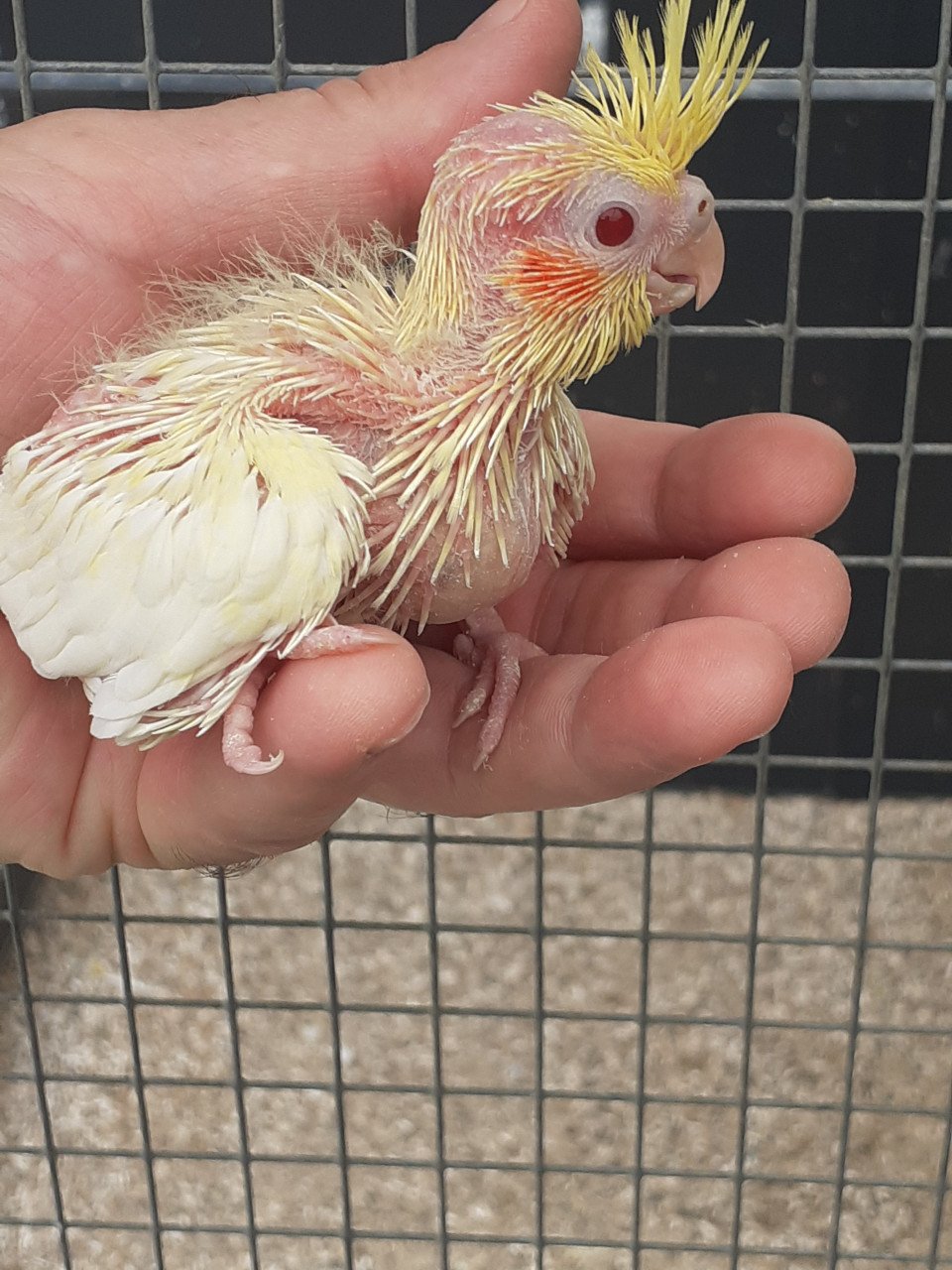 Diverse kleuren jonge valkparkieten