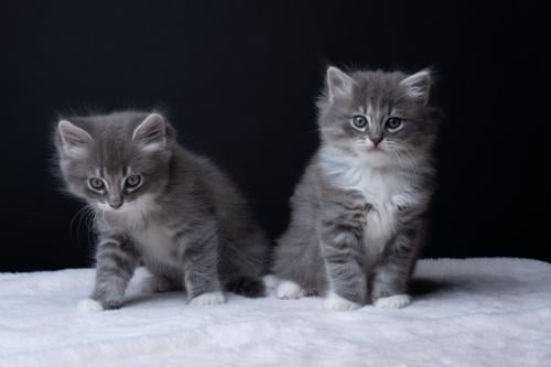 Lieve, mooie Ragdoll kittens