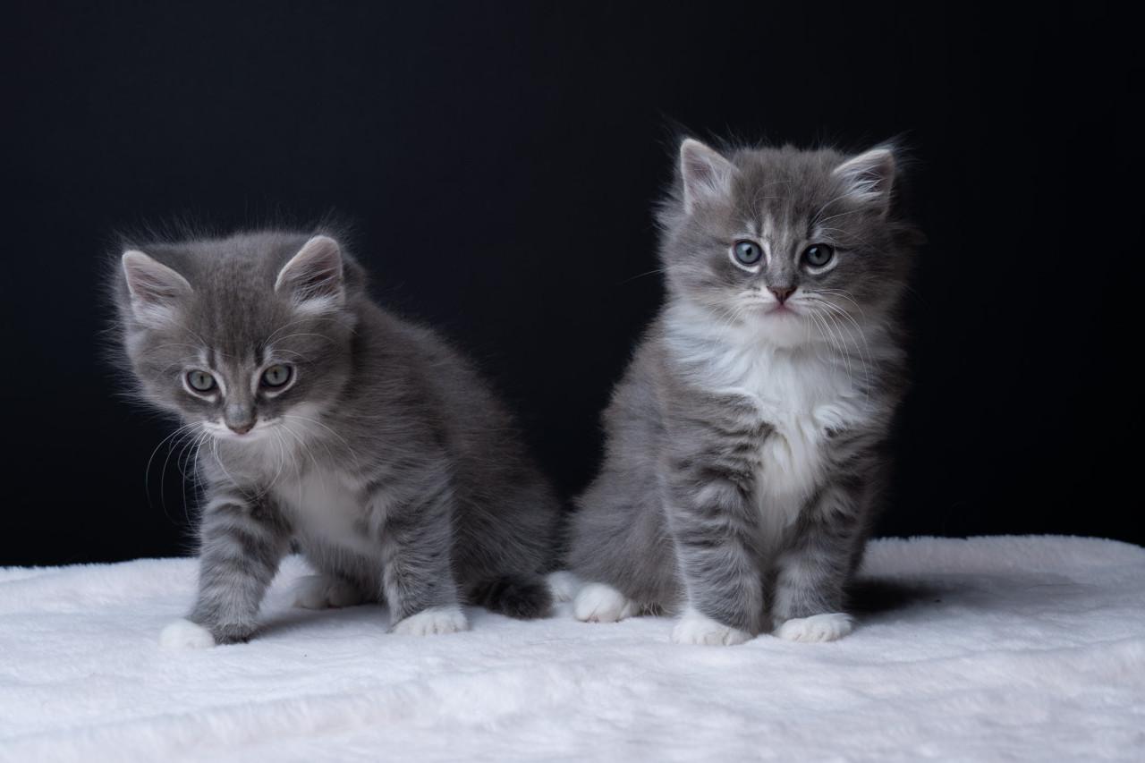 Lieve, mooie Ragdoll kittens