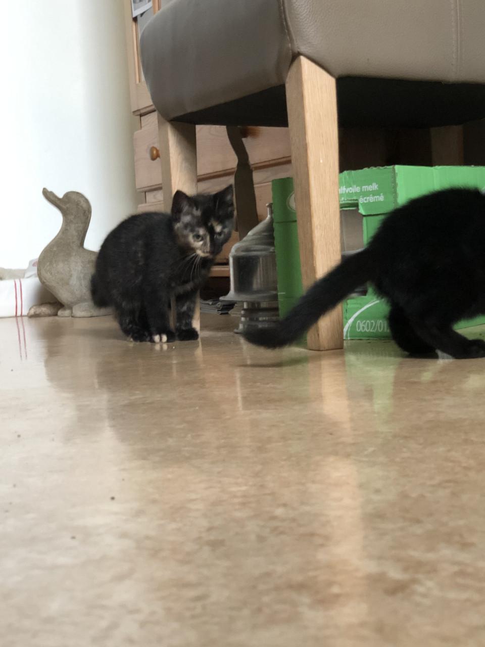 Kittens mannetje en vrouwtje