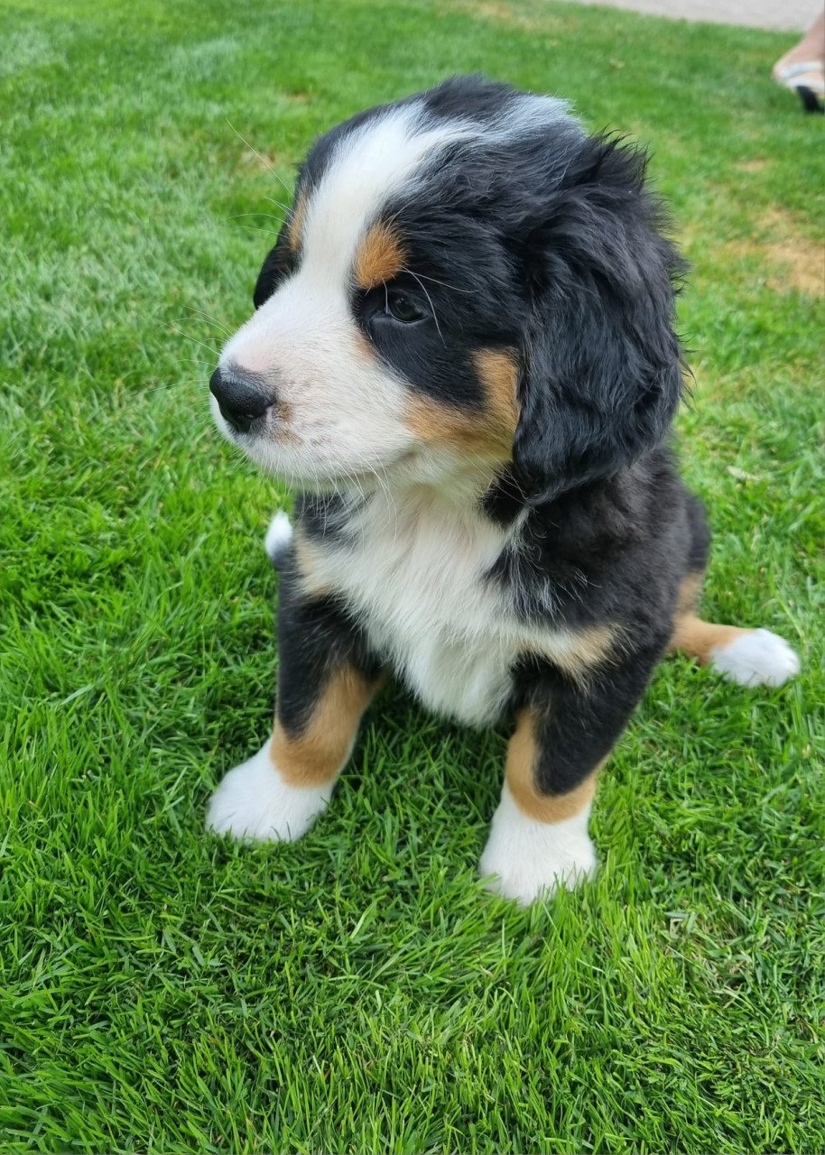 Zwitserse Sennen x Sint Bernard pups