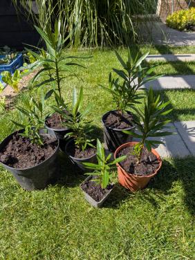 Oleanders