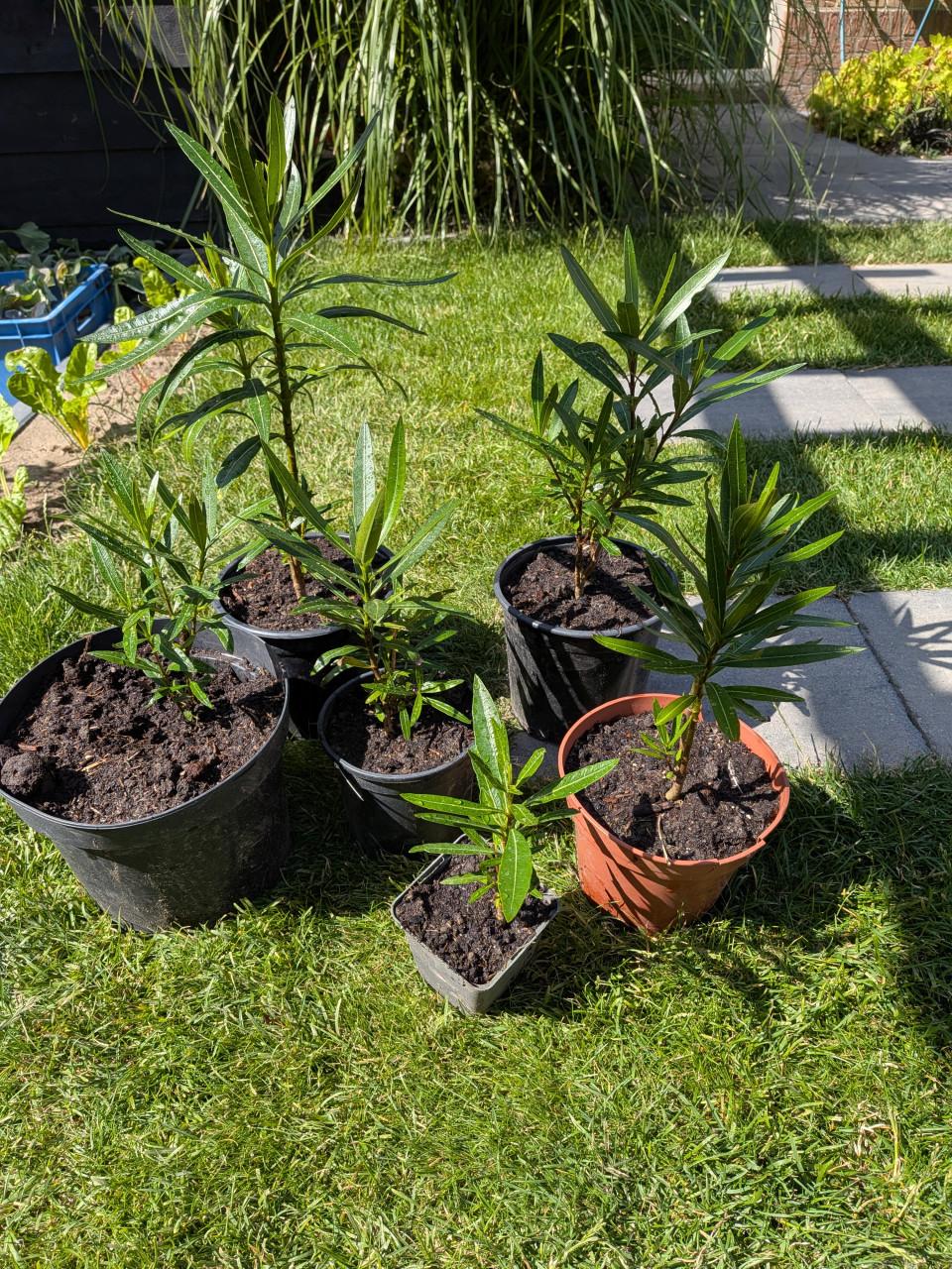 Oleanders