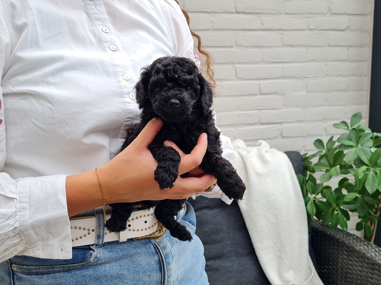 Mooie Toypoedel pup