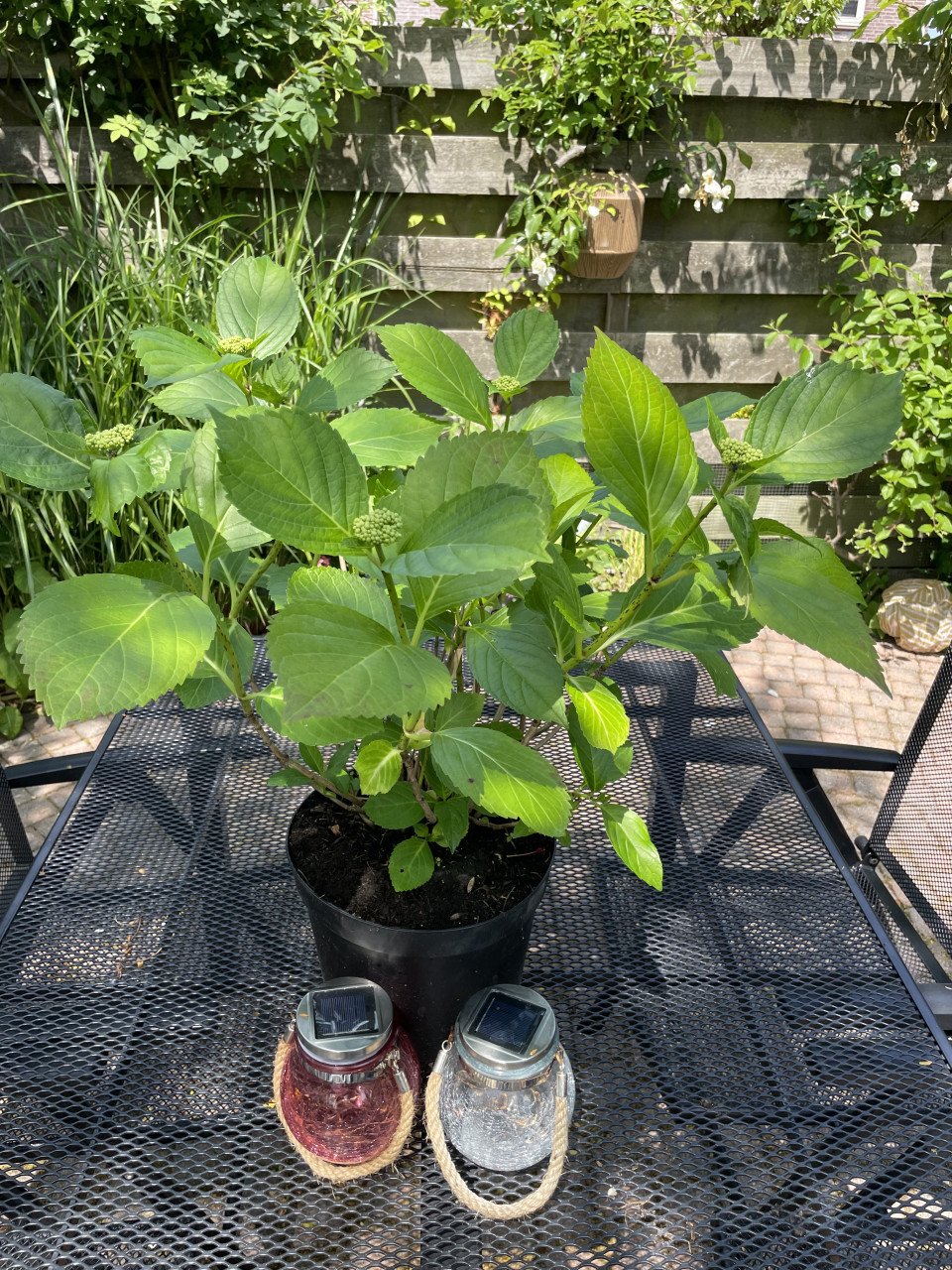 Boerenhortensia’s (roze)