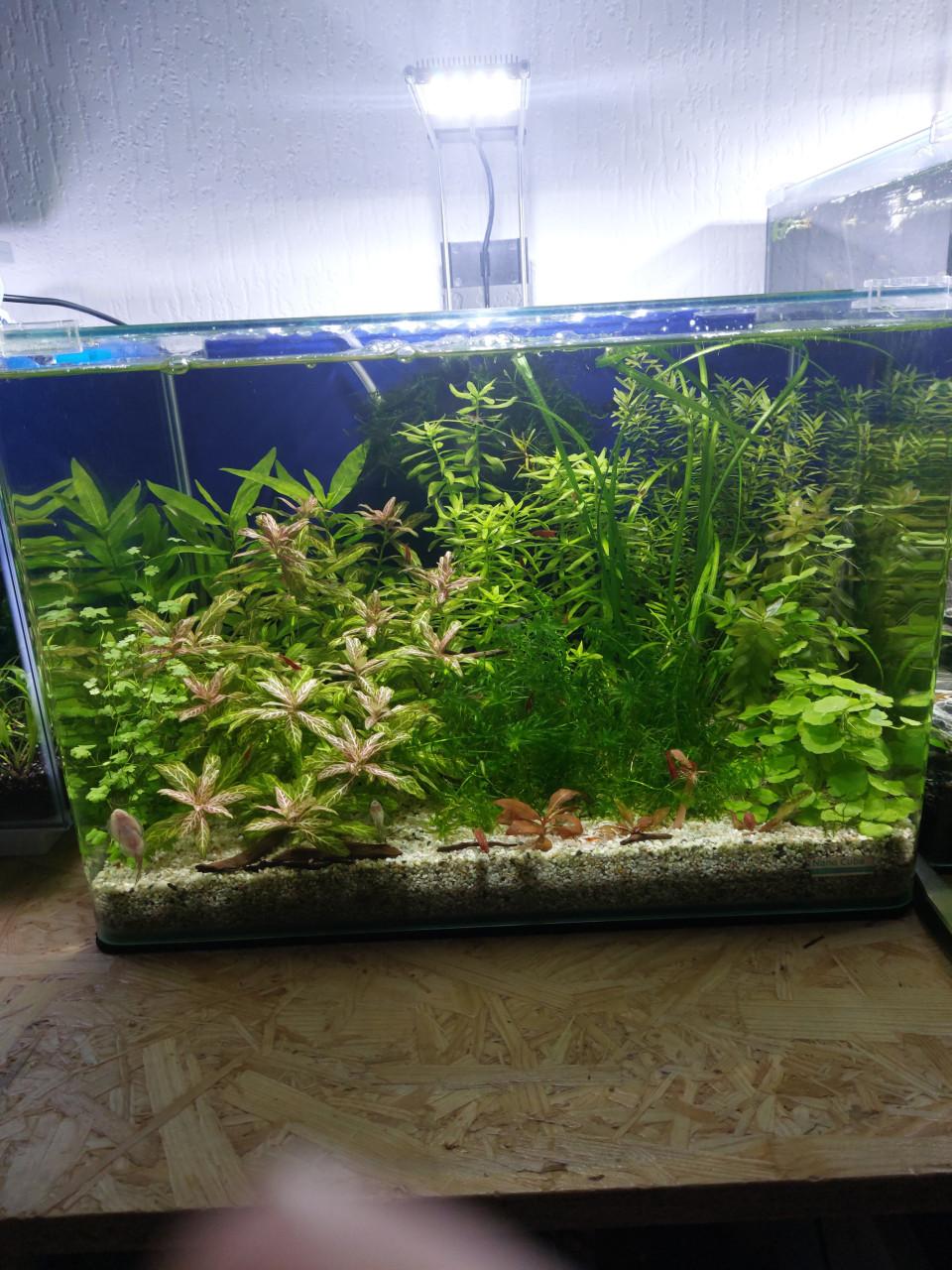Aquarium planten