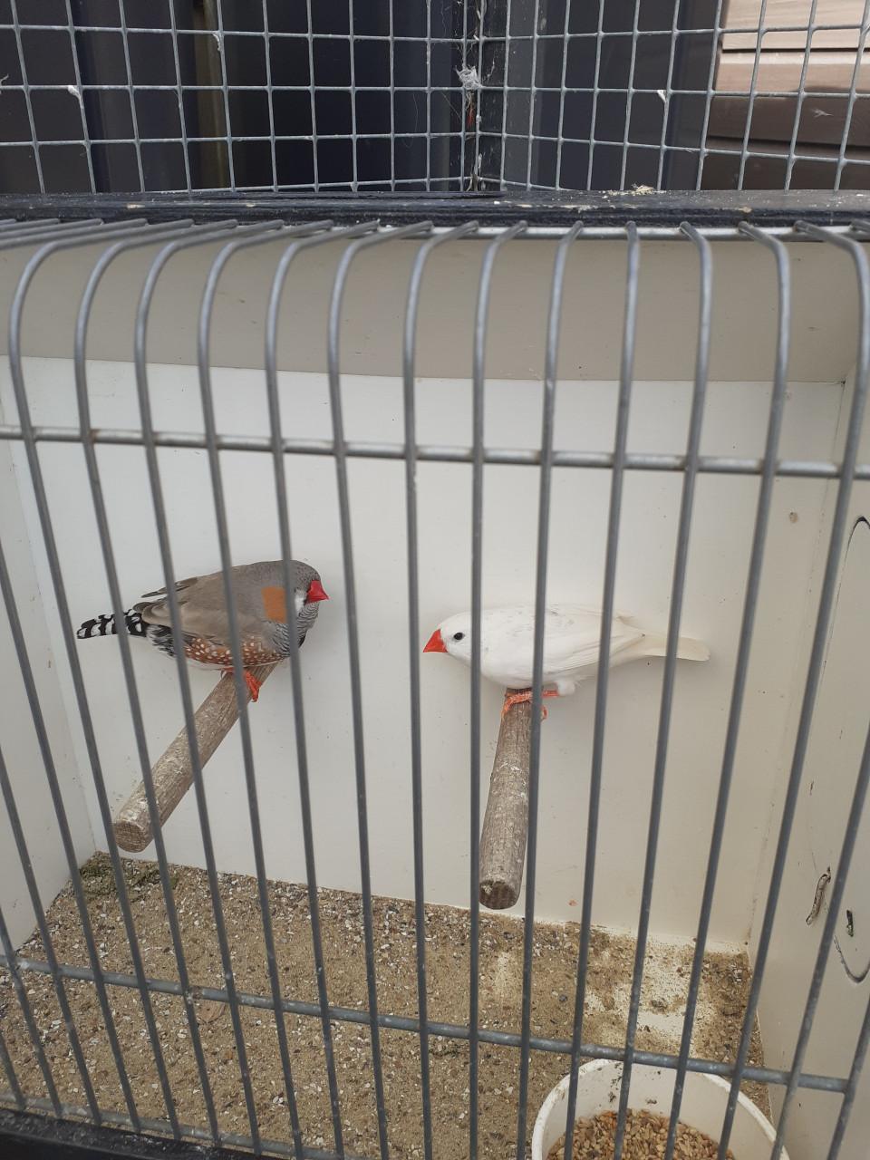 Onverwant koppel grote zebravinken 2025