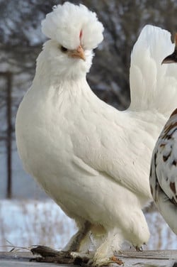 TE KOOP Altai Bantamca kriel hennetjes