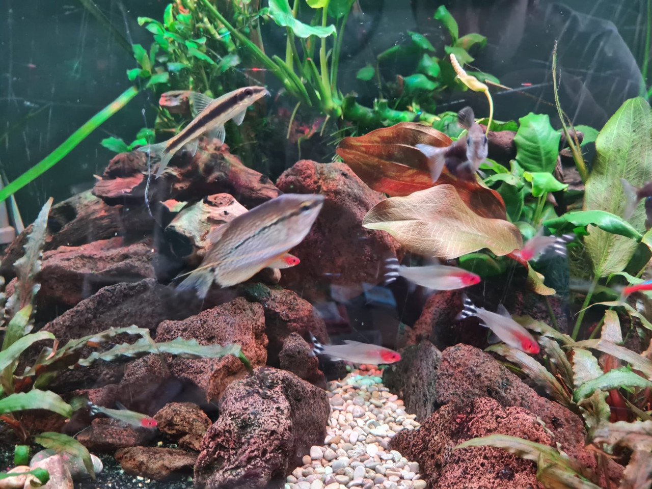 Aquarium Juwel Vision(oude type) met veel accessoires