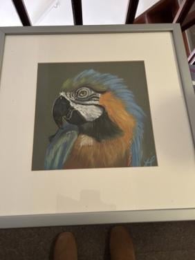 Papegaai/ara in lijst