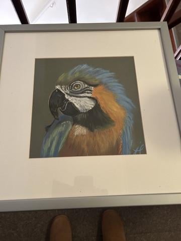 Papegaai/ara in lijst