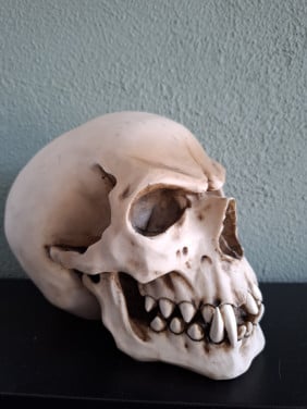 Skull