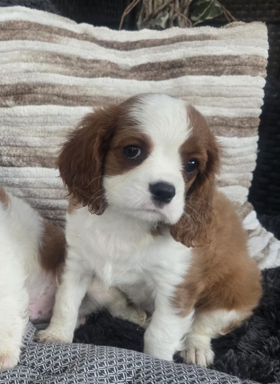 Cavalier king charles spaniel