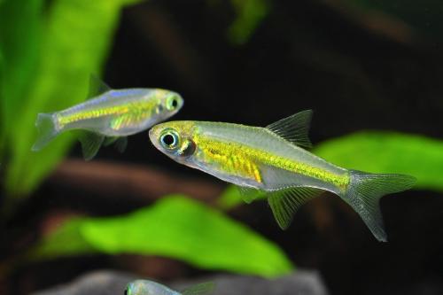 Rasbora Kubotai