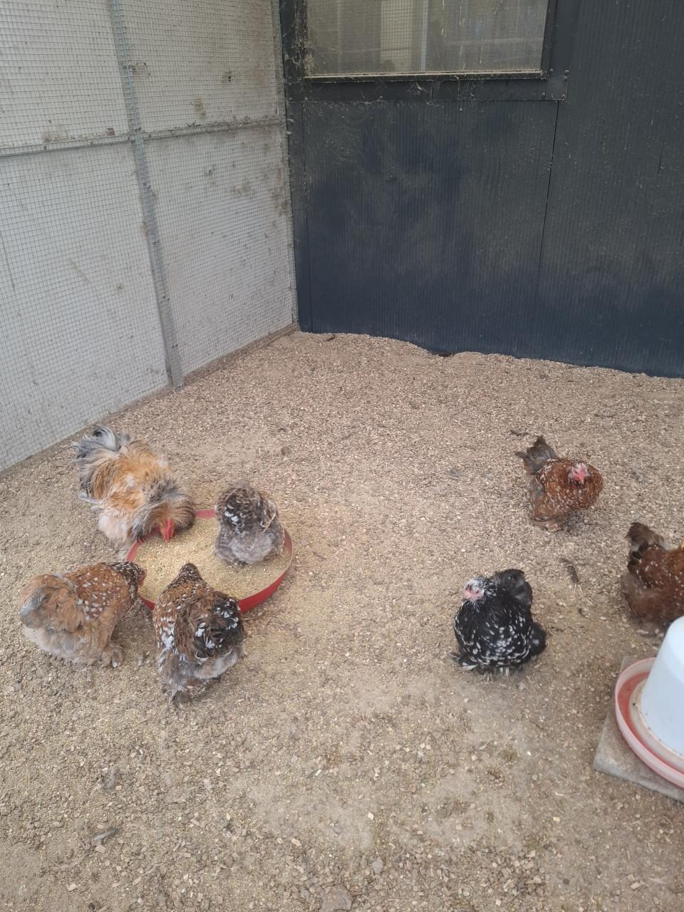 Broedeieren cochin kriel krul x gladvederig